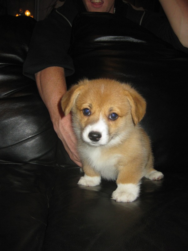 Puppies